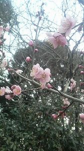 梅は咲いたか、桜はまだかいな。