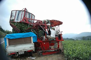秋番茶の摘採と製造始めました。